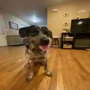 adoptable Dog in Piggott, AR named Cash
