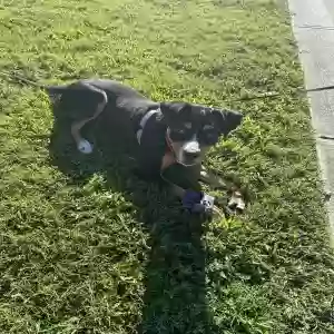 adoptable Dog in Dacula, GA named Cookie
