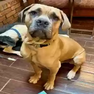 adoptable Dog in New Braunfels, TX named Blu