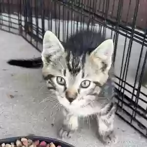 adoptable Cat in Pittsburg, IL named Unknown