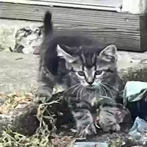 /images/pets/original/2184499_actual_two.webp