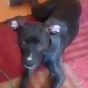 adoptable Dog in Denver, CO named Herschel