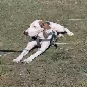 adoptable Dog in Lake Wales, FL named DUKE