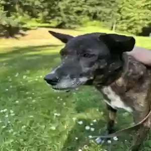 adoptable Dog in Portland, OR named Unknown