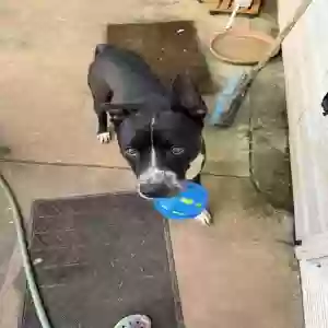adoptable Dog in Mcdonough, GA named Apollo