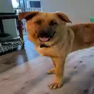adoptable Dog in Lawrenceville, GA named Unknown