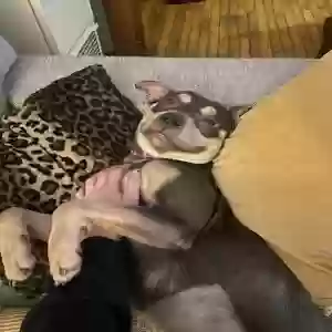 adoptable Dog in Cleveland, OH named Frankie