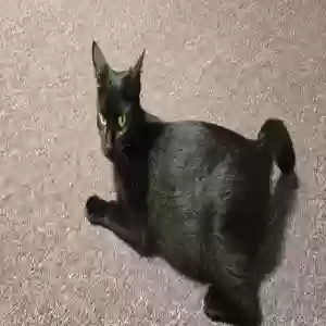 adoptable Cat in Paola, KS named Electra