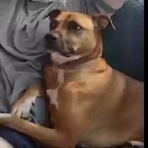 adoptable Dog in Pineville, LA named Gracey
