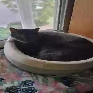 adoptable Cat in Minneapolis, MN named Jake