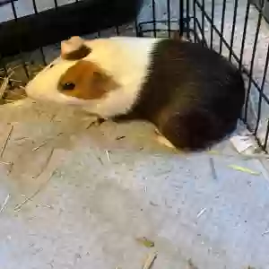adoptable  in Prescott, AZ named Mocha, Patches