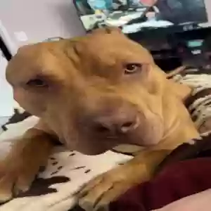 adoptable Dog in Gurnee, IL named Sam