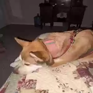 adoptable Dog in Acworth, GA named Autumn
