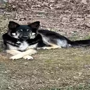 adoptable Dog in Conway, AR named Major & Winston