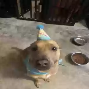 /images/pets/original/2184548_actual_three.webp