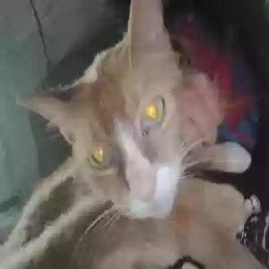 adoptable Cat in Purcell, OK named Oranges