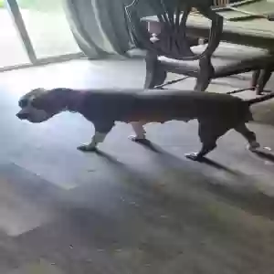 adoptable Dog in Cecilia, KY named Bonnie