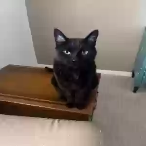 adoptable Cat in Mesa, AZ named Beetal