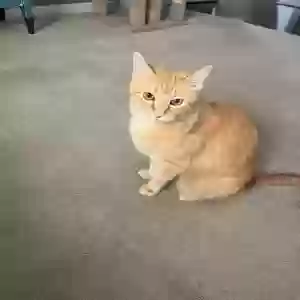 adoptable Cat in Mesa, AZ named Baylee