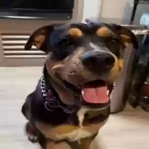 adoptable Dog in Mayer, AZ named Koko