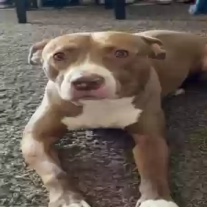 adoptable Dog in Maricopa, AZ named Roco