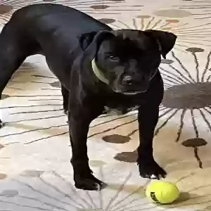 adoptable Dog in Springfield, IL named Spooner