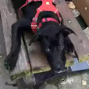 adoptable Dog in Columbia, MD named Cathy