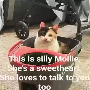 adoptable Cat in Dacula, GA named Sisters Dollie and Mollie
