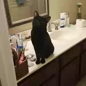 adoptable Cat in Dallas, TX named Midnight