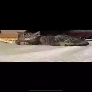 adoptable Cat in Yorba Linda, CA named George