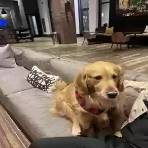 adoptable Dog in Atlanta, GA named Joy