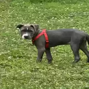 adoptable Dog in Marietta, GA named Bella
