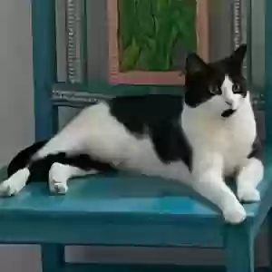 adoptable Cat in Louisville, KY named Evee
