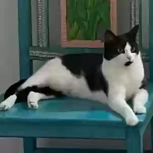 adoptable Cat in Louisville, KY named Evee