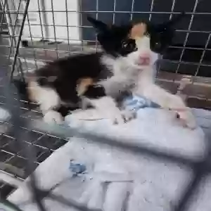 adoptable Cat in Smyrna, GA named Cuteness