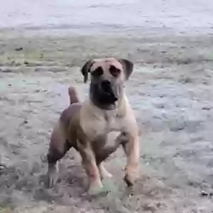 adoptable Dog in Union City, GA named Murdock