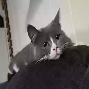 adoptable Cat in Dayton, OH named Jazpur