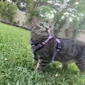 adoptable Cat in Miami, FL named Buoy