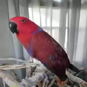 adoptable Bird in Dayton, OH named Soirse