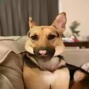 adoptable Dog in Cumming, GA named Luna