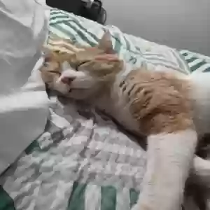 adoptable Cat in Arlington, TX named Fatboy