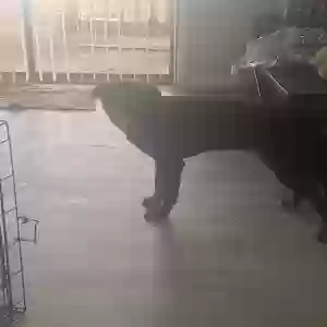 adoptable Dog in Decatur, GA named Unknown