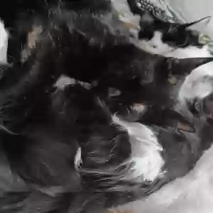 adoptable Cat in Arlington, TX named Oreo, coconut,patches,2face,grey bird,gizmo (gizzie)