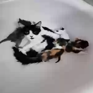 /images/pets/original/2184606_actual_three.webp