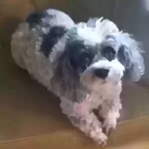 adoptable Dog in Orange Park, FL named Holly