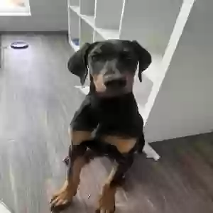 adoptable Dog in Los Angeles, CA named Milo