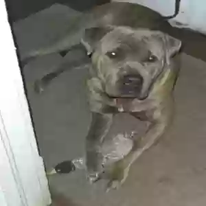 /images/pets/original/2184615_16852_20250106_073549.webp