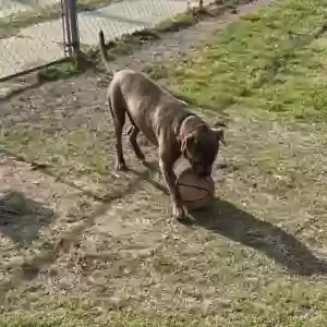 adoptable Dog in Sumter, SC named Unknown