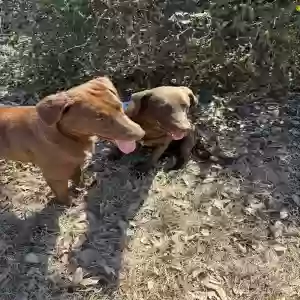 adoptable Dog in Tulsa, OK named Chuck, 2nd dog Bubba