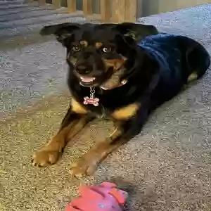 adoptable Dog in Greeley, CO named Mazie
